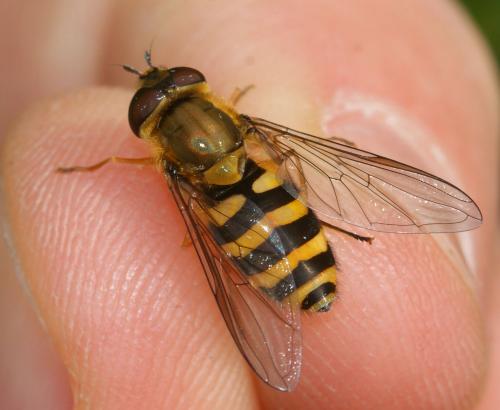 Syrphus ribesii